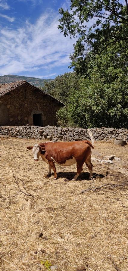 Hotel Ribera Del Corneja Navacepedilla de Corneja Bagian luar foto