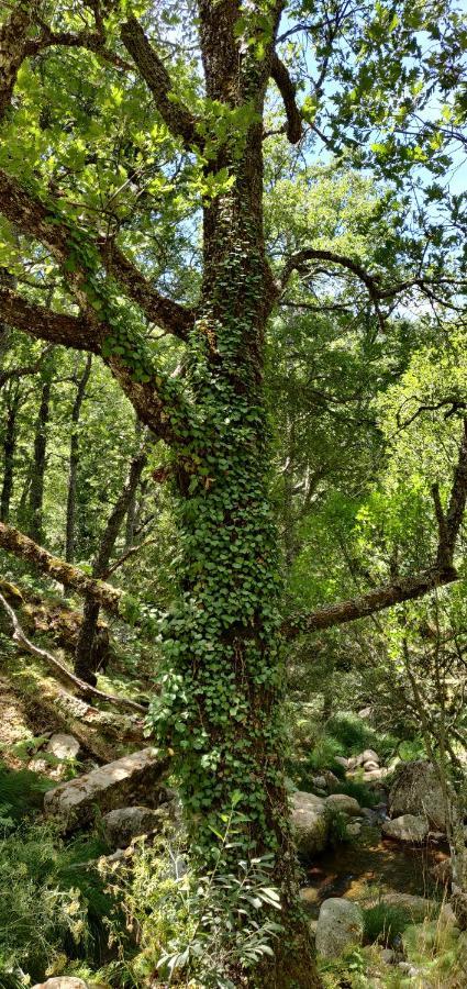 Hotel Ribera Del Corneja Navacepedilla de Corneja Bagian luar foto